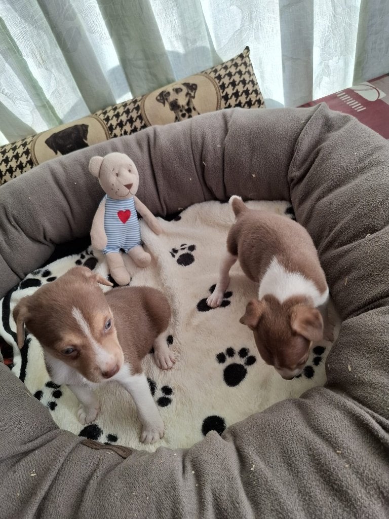 Boerenfox pups