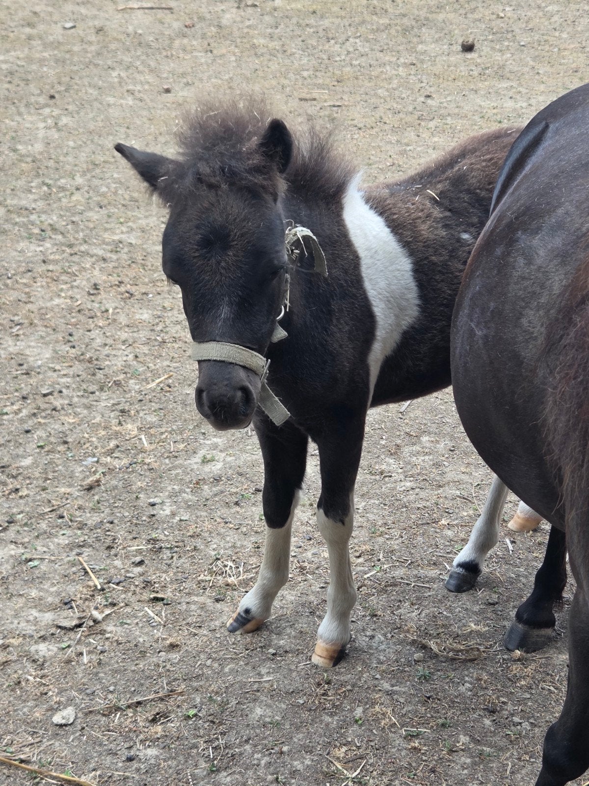 mini hengstveulen, Dieren en Toebehoren, Pony's, Hengst