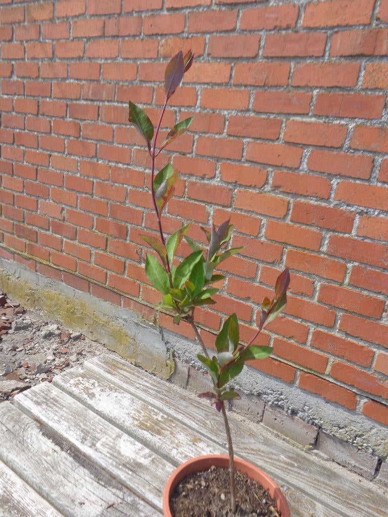 Kamperfoelie stekje, Tuin en Terras, Planten | Tuinplanten, Ophalen