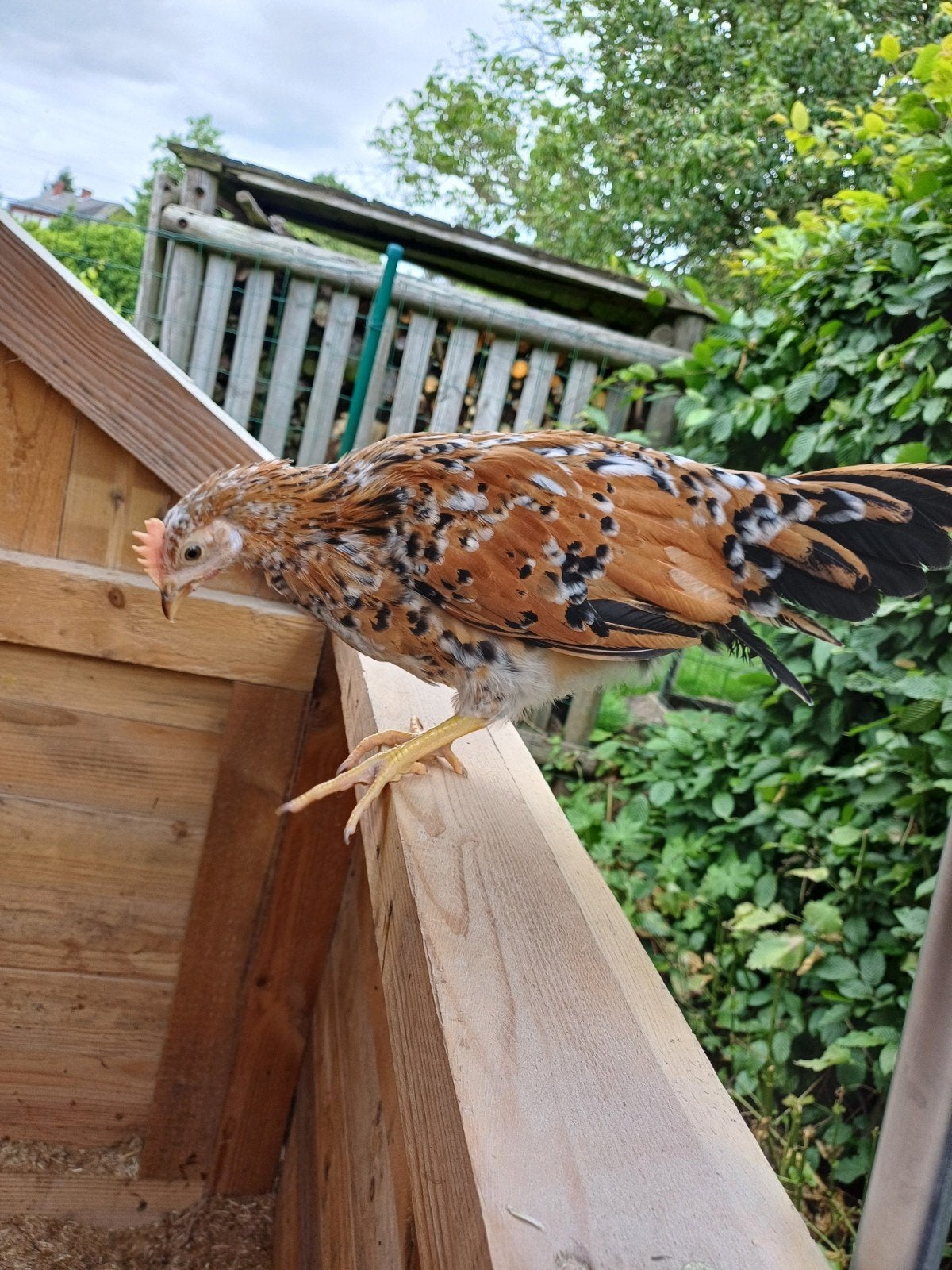 Leghorn porselein haantjes