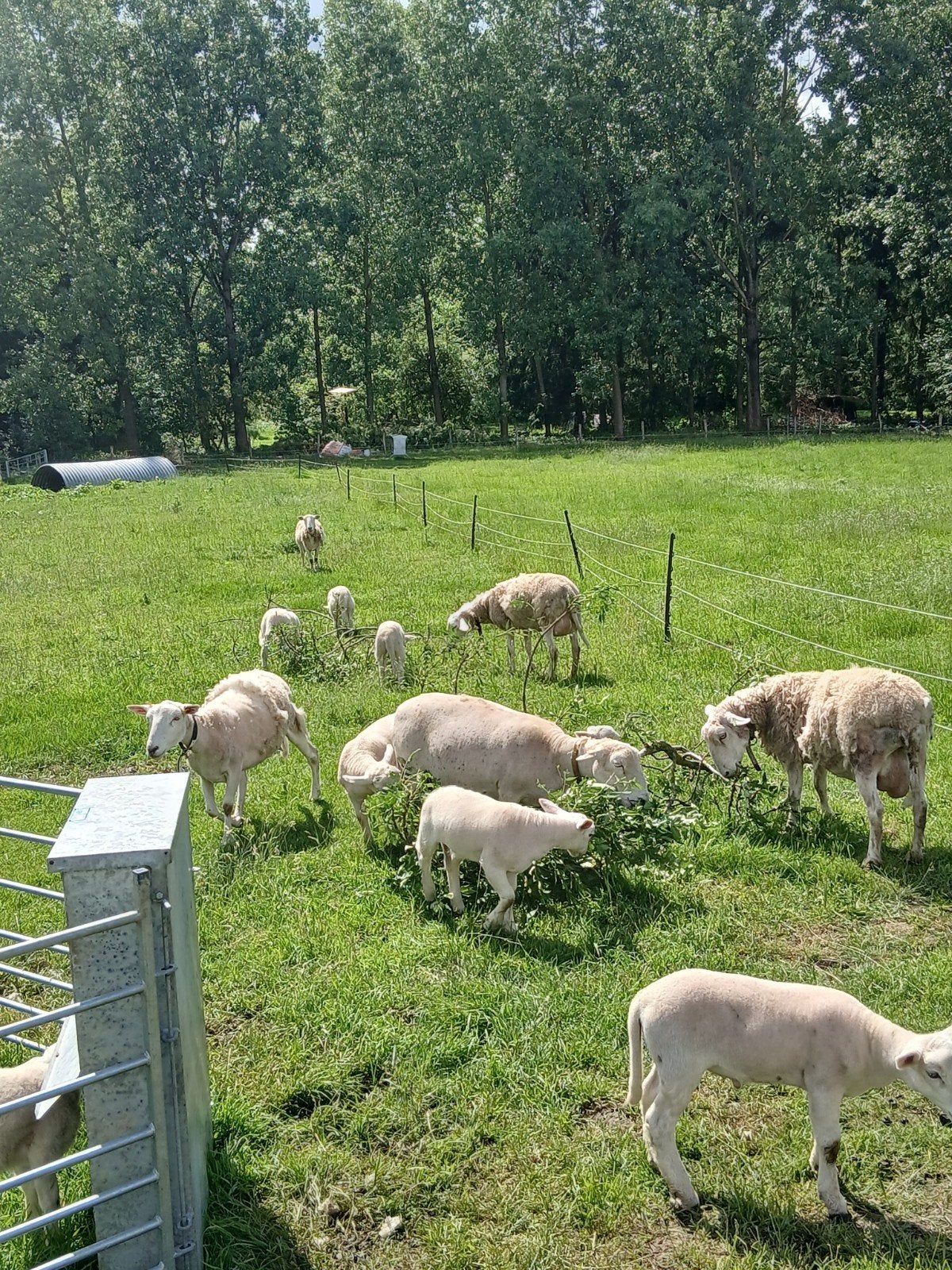 Easy care schapen, Dieren en Toebehoren, Schapen, Geiten en Varkens