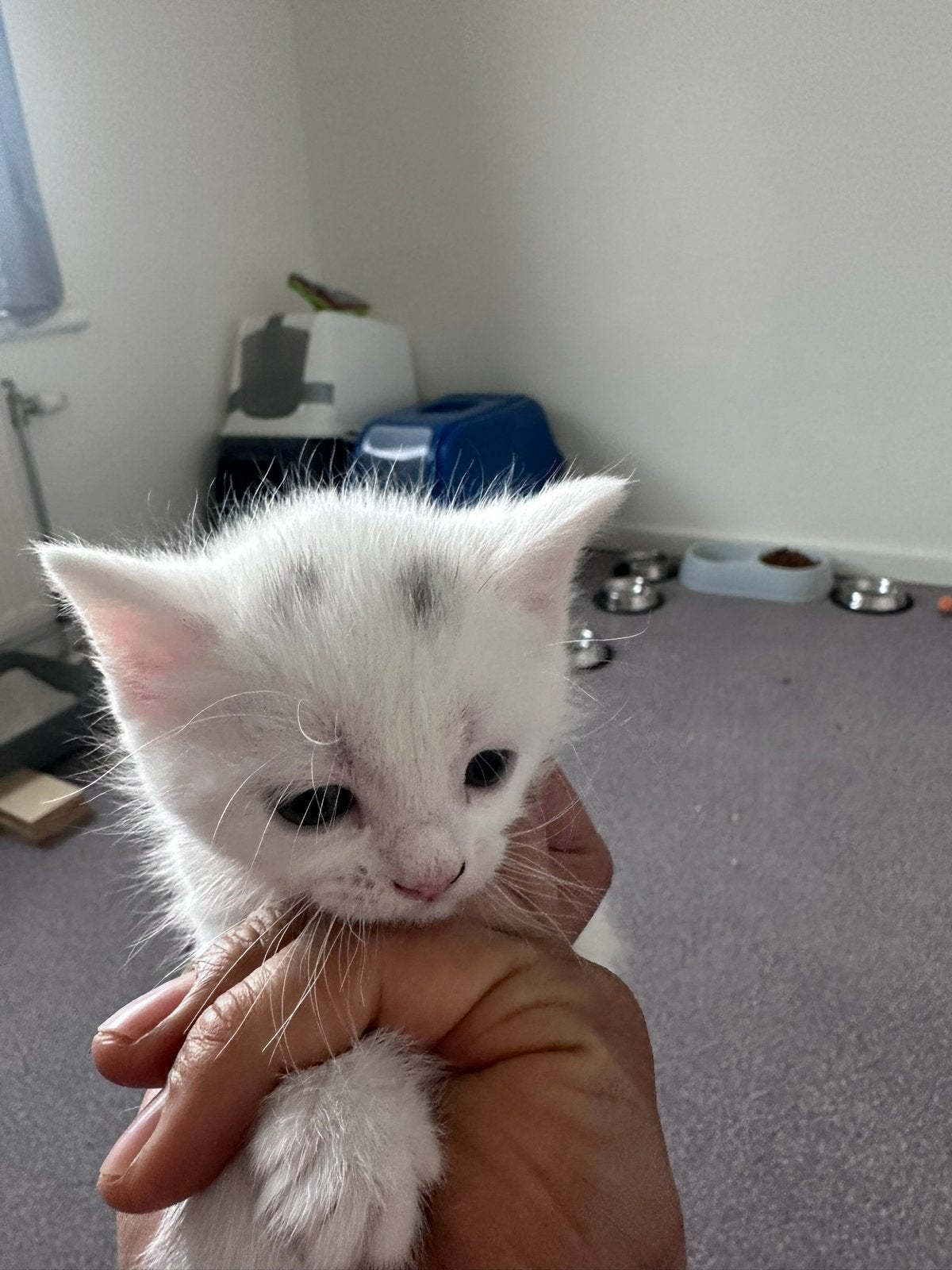 schattige kitten, Animaux & Accessoires, Chats & Chatons | Chats de race | Poil long, Sexe inconnu, Vermifugé, 0 à 2 ans