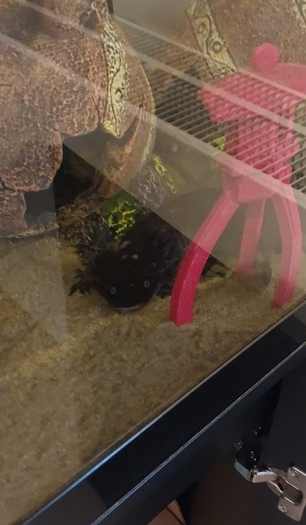 Axolotl genaamd Laurel, met aquarium en alle benodigdheden, September, Mannelijk