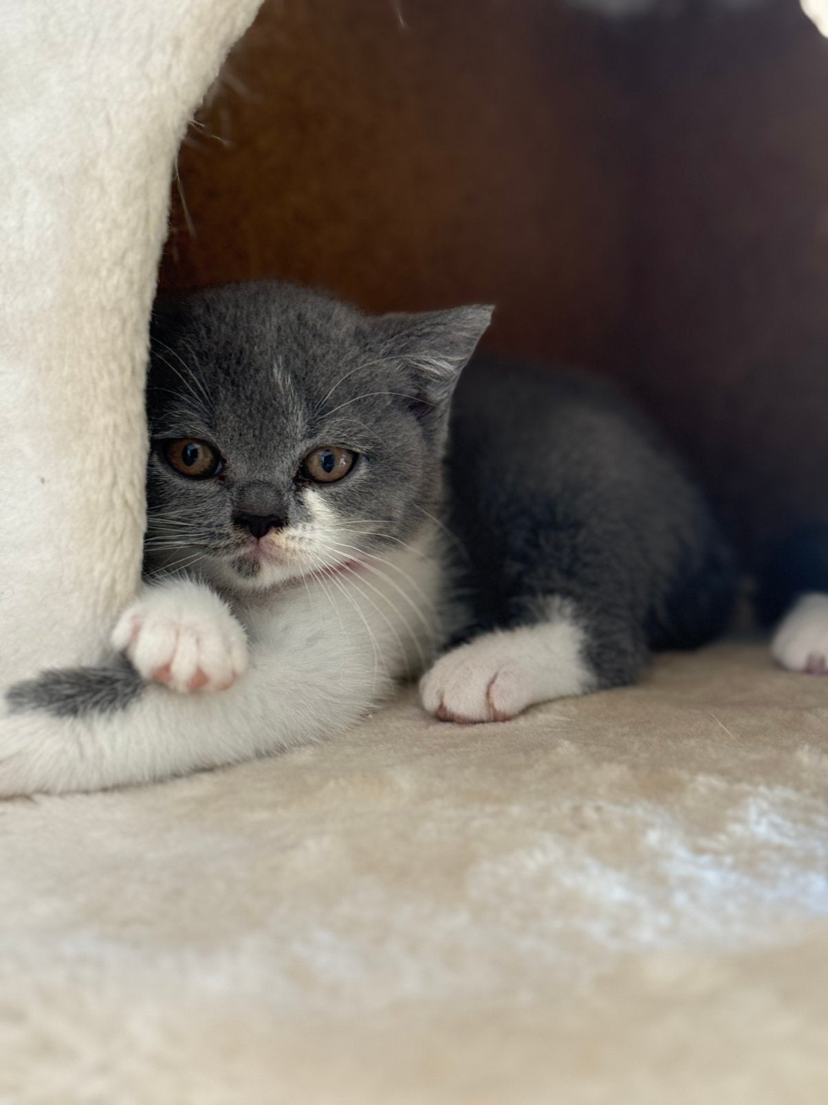 Exclusieve Bicolor Britse Korthaar kittens Met Stamboom, Dieren en Toebehoren, Katten en Kittens | Dekkaters, 0 tot 2 jaar