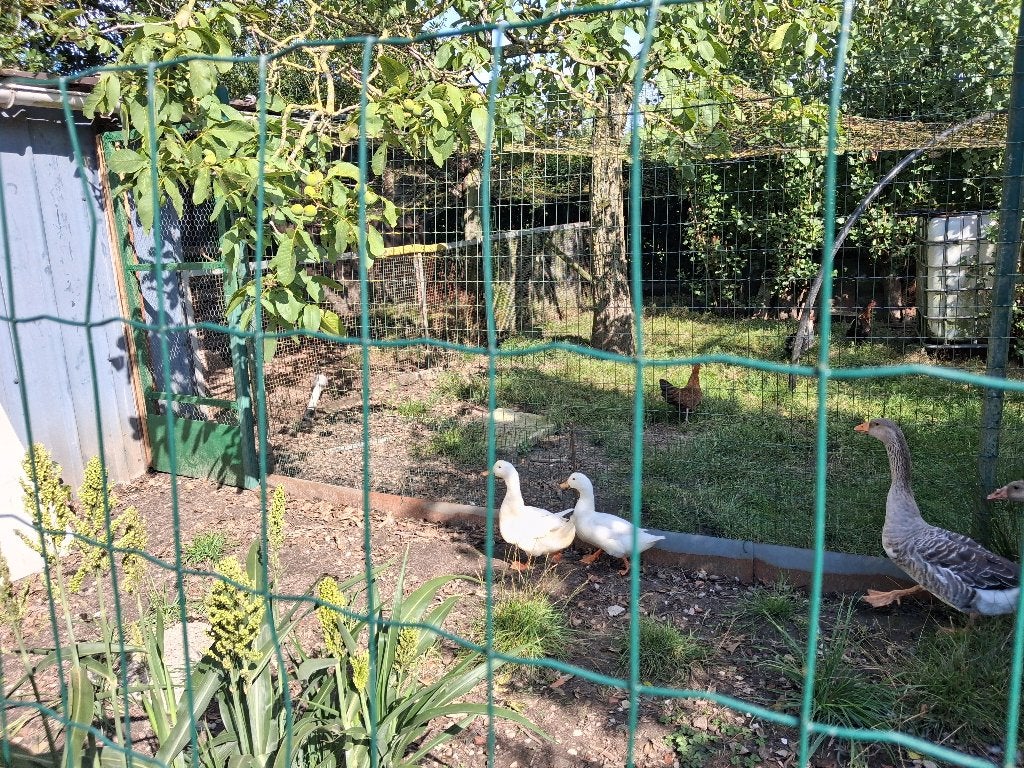 koppel witte eenden, Animaux & Accessoires, Volatiles, Plusieurs animaux, Canard