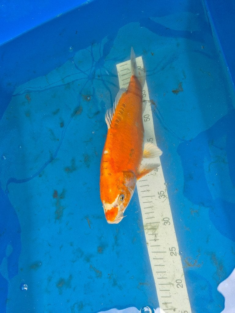 5 verschillende Koi's - Samen aangeboden, Dieren en Toebehoren, Vissen | Vijvervissen, Karper of Koi