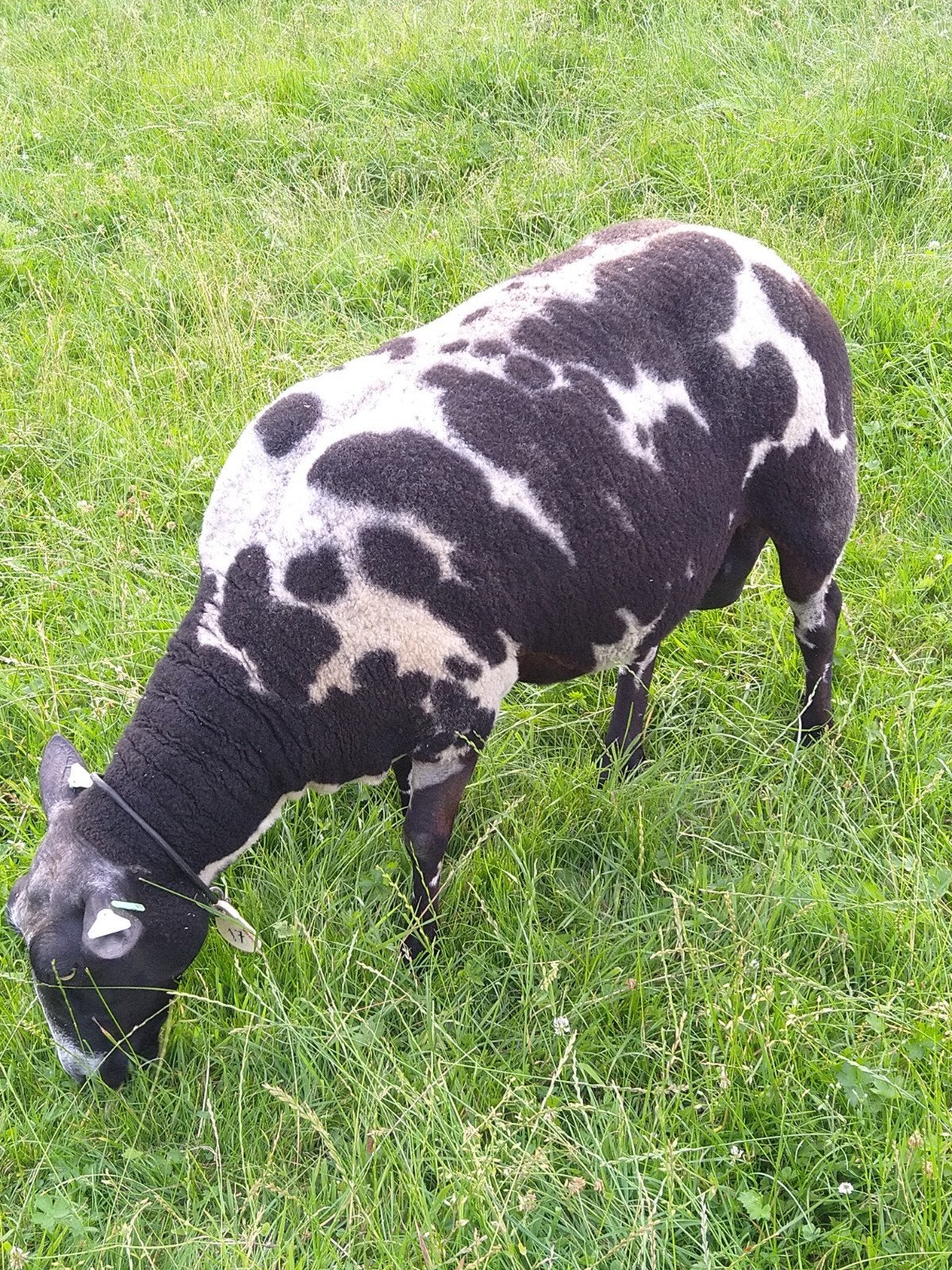 Baggerbonte ooi, Animaux & Accessoires