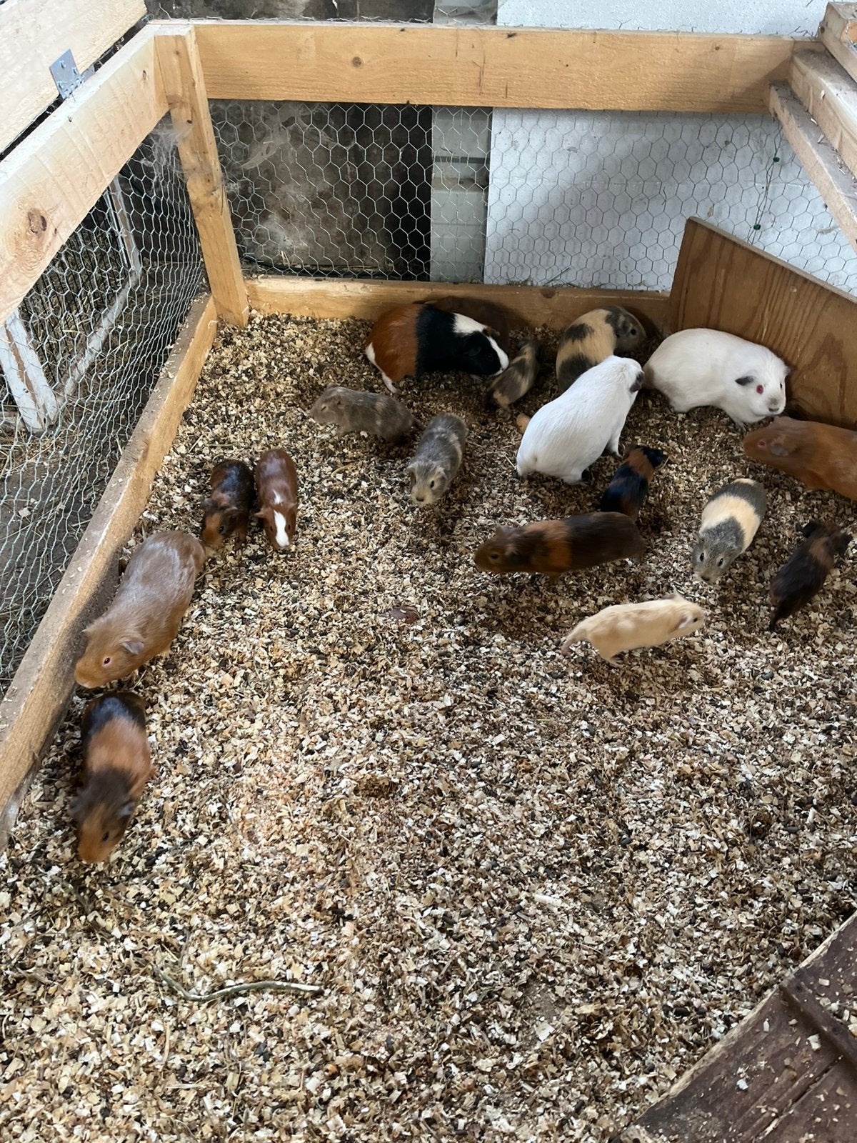 Cavia’s te koop, Animaux & Accessoires, Rongeurs, Juin, Sexe inconnu, Cobaye