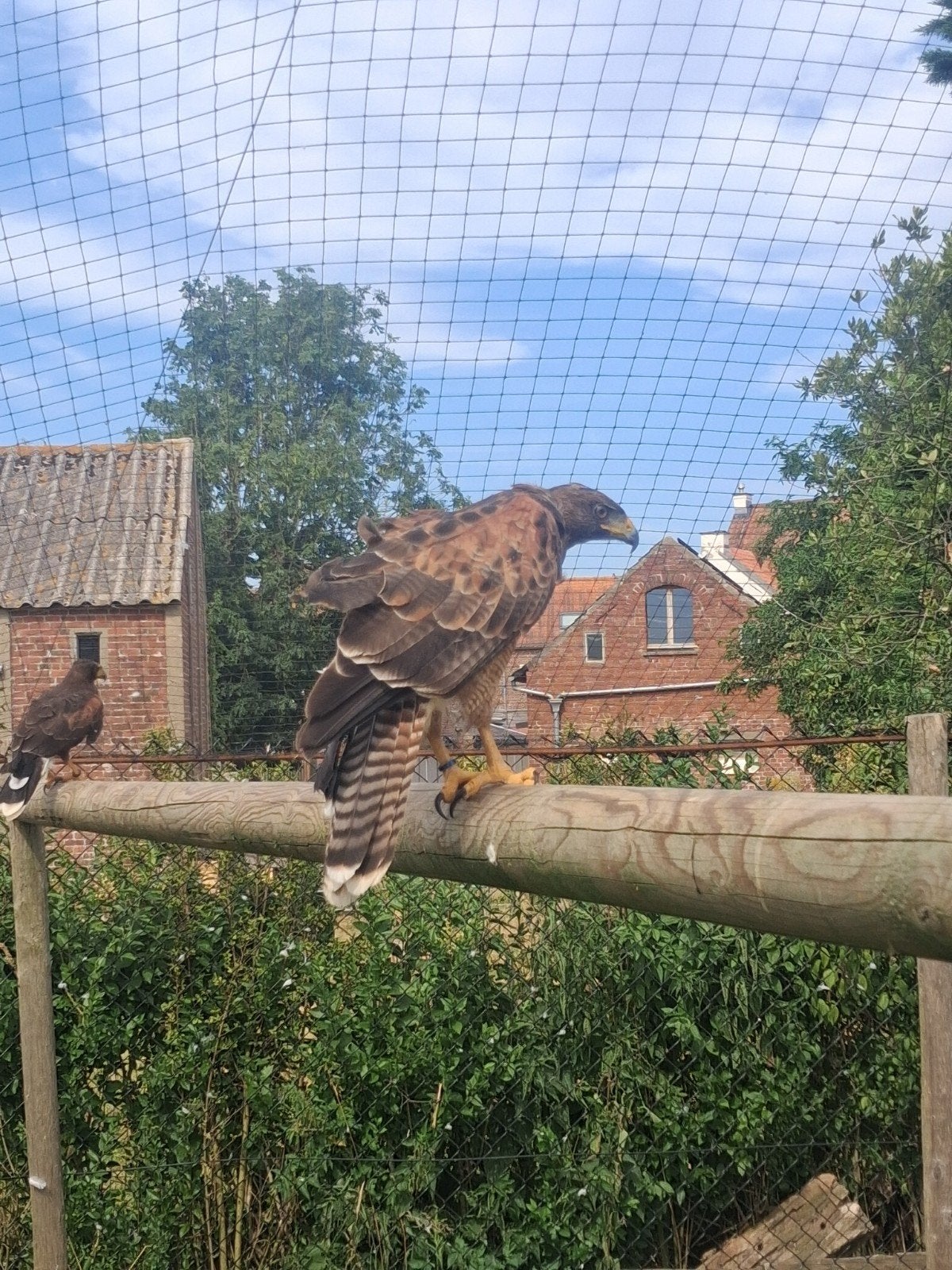 Harris x Roodstaart wijf, Dieren en Toebehoren