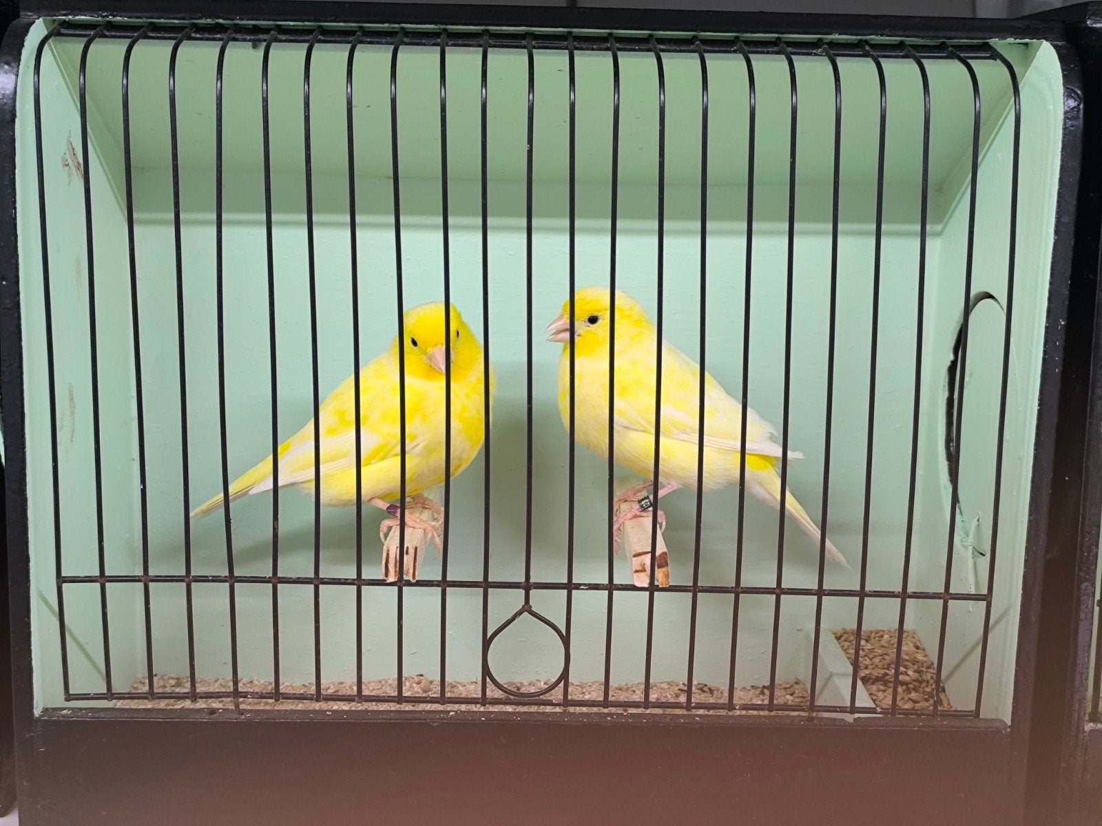 twee koppels voor 2027, Dieren en Toebehoren, Meerdere dieren, Kleurkanarie