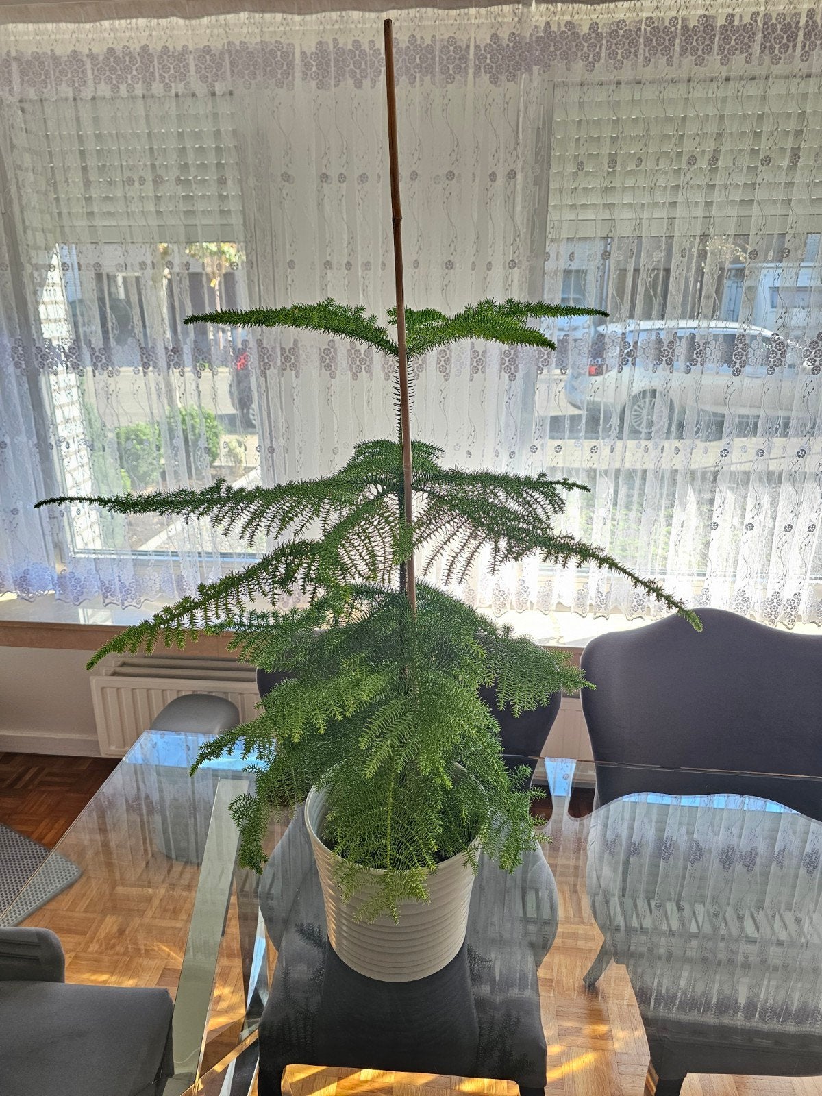 Araucaria Heterophylla - Kamerden, Huis en Inrichting, Ophalen, Overige soorten, Minder dan 100 cm