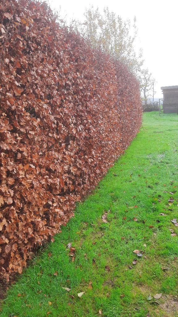 Haies 125cm hêtres fagus sylvatica racines nues, Enlèvement, Haie de hêtre, Haie, 100 à 250 cm