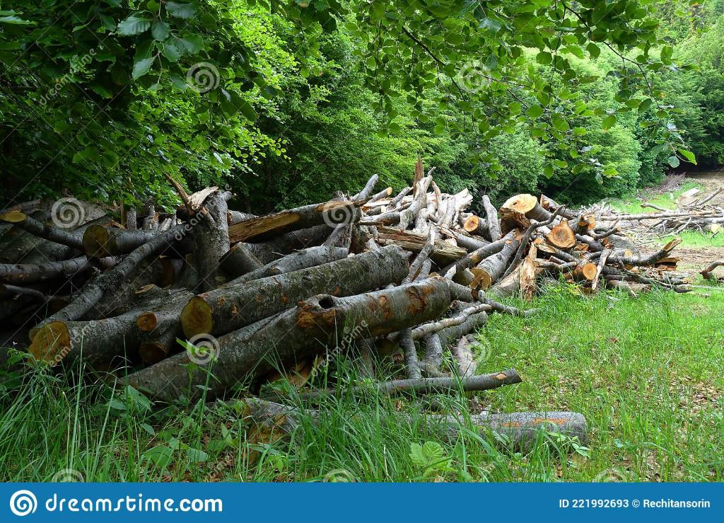 ik kom je bomen afzagen gratis, Tuin en Terras, Planten | Bomen, Ophalen