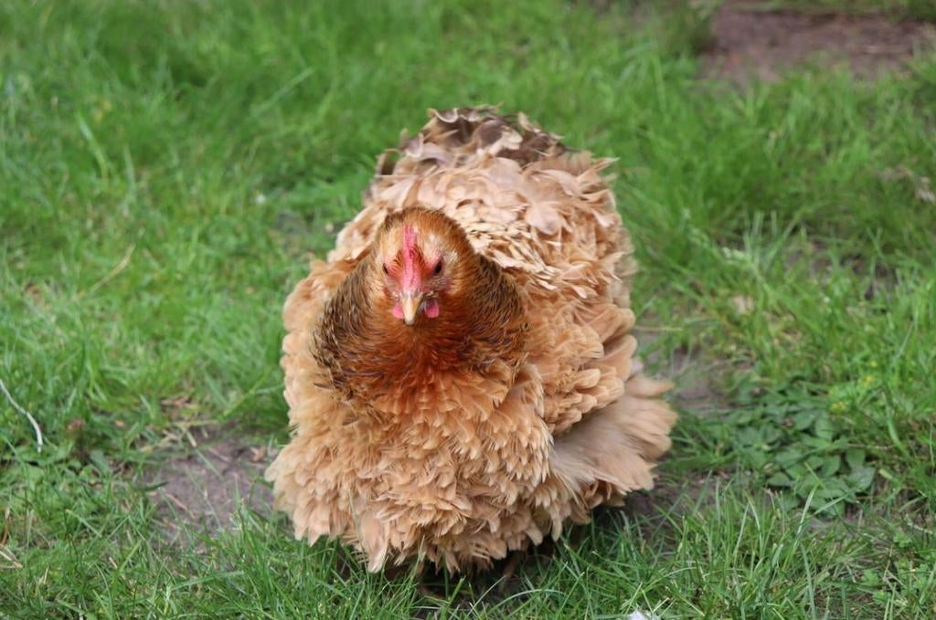 Cochin krulveer krielkippen jonge hennen beschikbaar, Femelle, Poule ou poulet