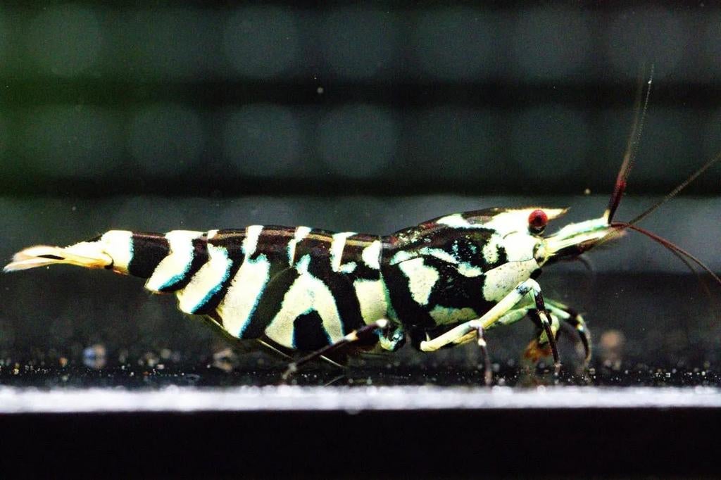 Black fancy Tiger caridina garnalen, Dieren en Toebehoren