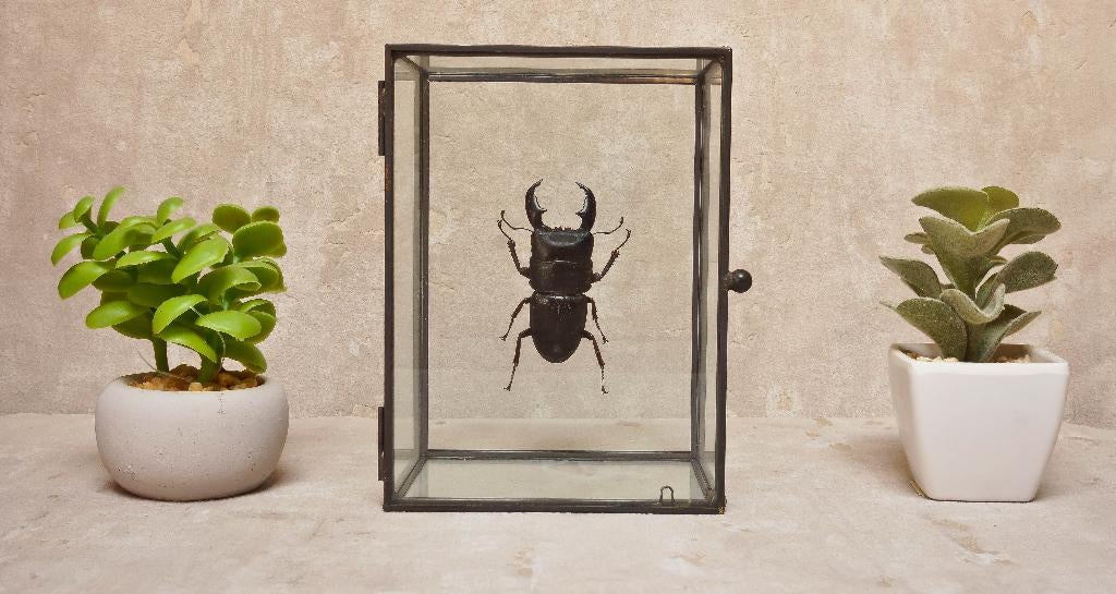 kever in glazen box