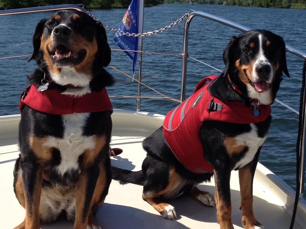 Ruffwaer hondenzwemvest, Dieren en Toebehoren, Hondenkleding, Ophalen, Zo goed als nieuw, Hondenzwemvest