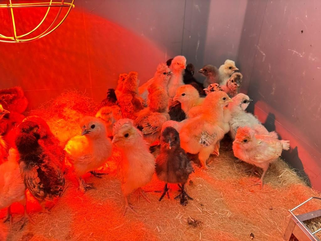 Cochin kriel kuikens kuikentjes in vele kleuren hennetjes