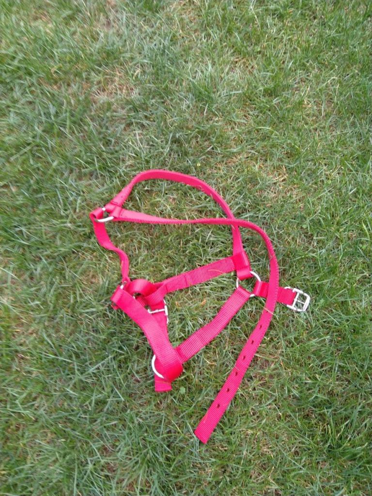 Licol rose pour cheval NEUF taille FULL, Animaux & Accessoires, Enlèvement ou Envoi, Neuf, Dressage