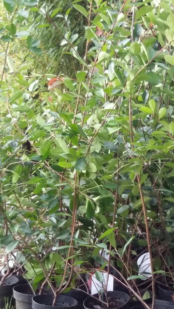 PHOTINIA  FRASERI RED ROBIN   150/175      - 38  EURO, Ophalen of Verzenden, Overige soorten, Haag, 100 tot 250 cm