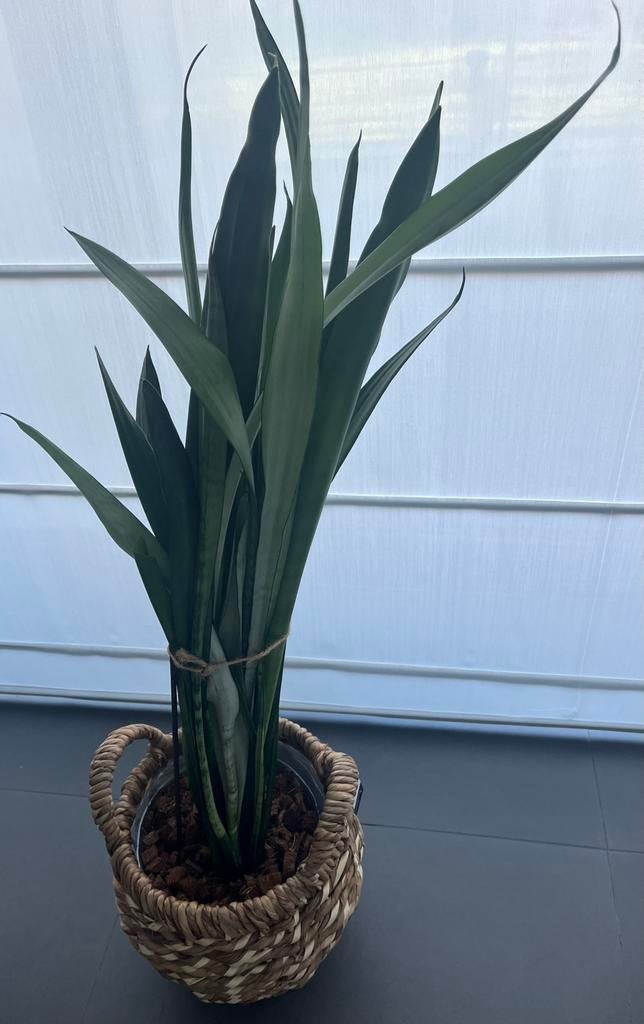 Plant, Ophalen, Vaste plant