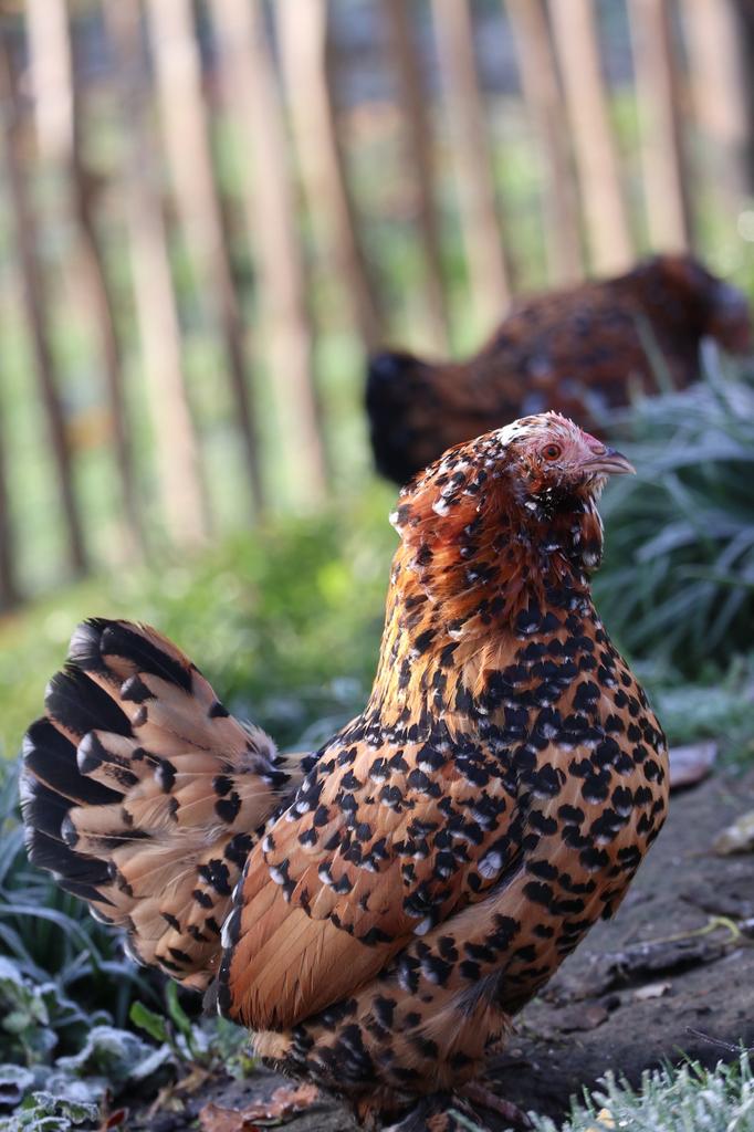 Oeufs fécondés de Barbu d’Uccle Mille fleurs à vendre