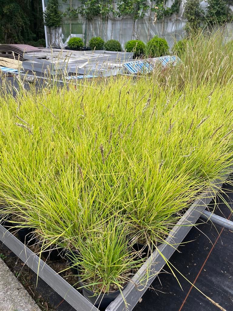 Sesleria autumnalis. Siergras
