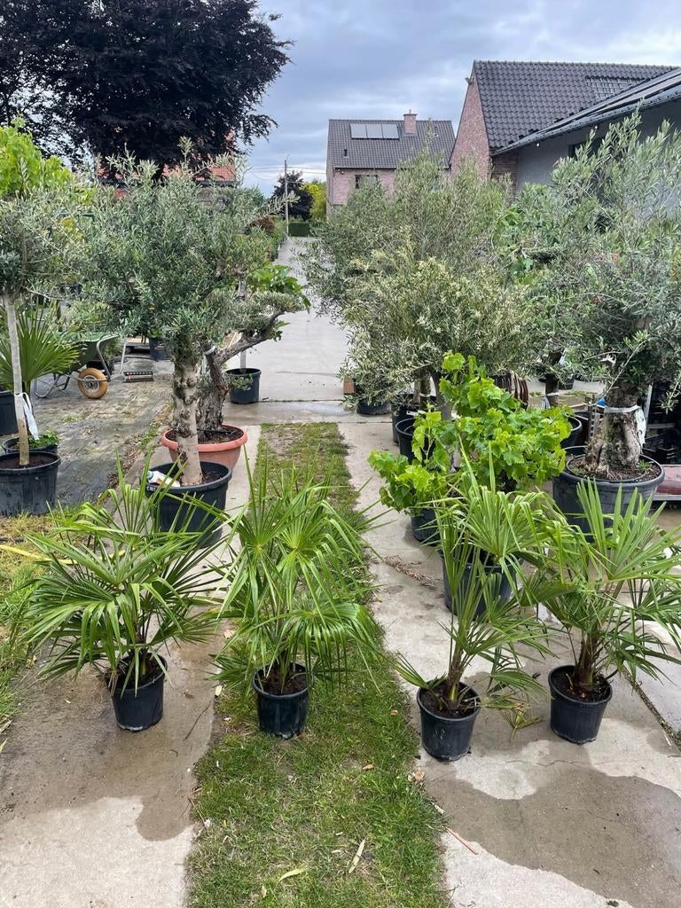 ‼️Palmbomen trachycarpus fortunei ‼️, Tuin en Terras, Planten | Bomen, Ophalen