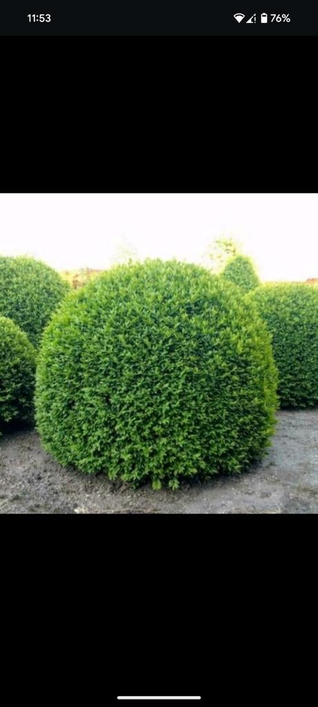 TE KOOP: BUXUS, Ophalen, Buxus