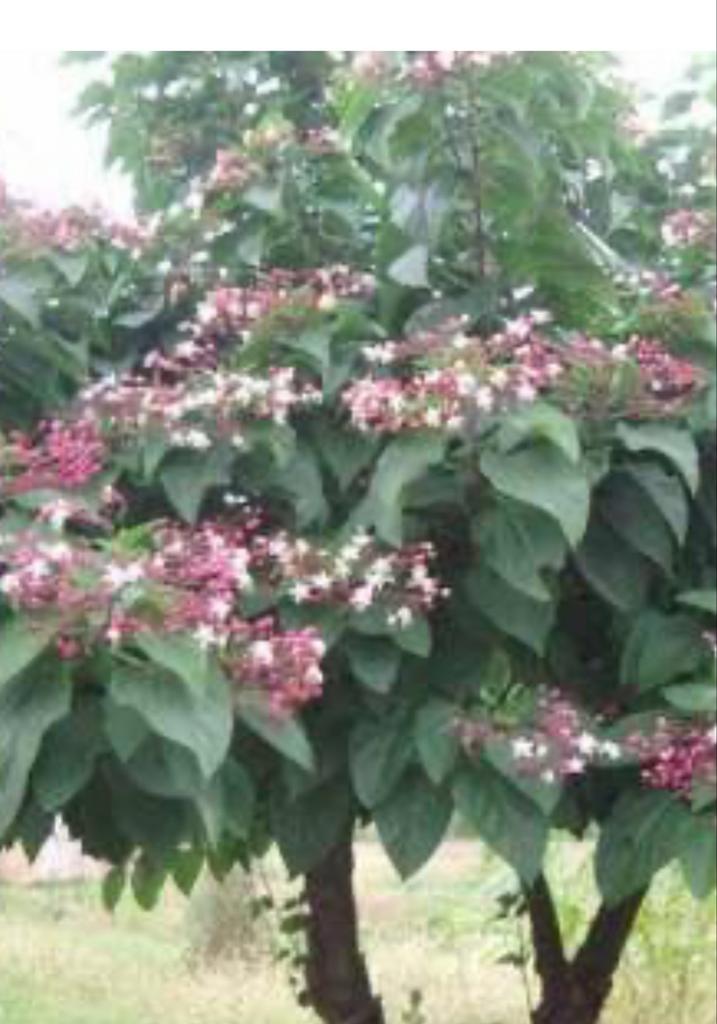 Clerodendrum Trichotomum - Pindakaasstruik, Ophalen, Halfschaduw, Overige soorten, 100 tot 250 cm