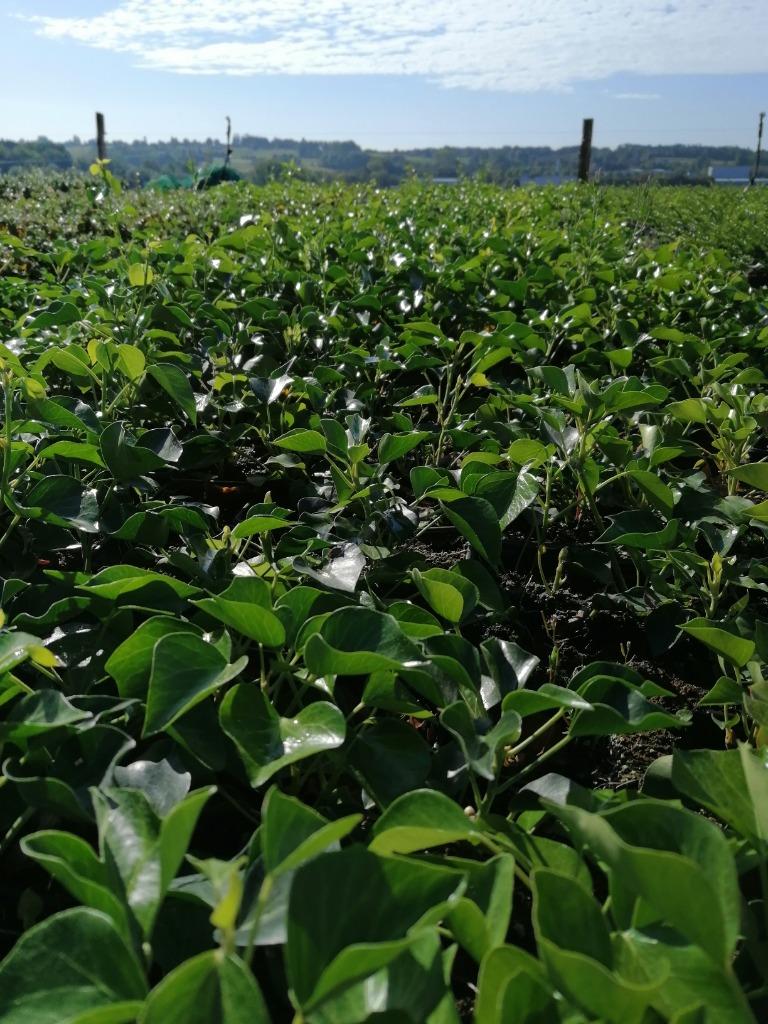 Struikklimop (bodembedekker) Hedera arborescens, Tuin en Terras, Ophalen, Bodembedekkers, Vaste plant, Halfschaduw