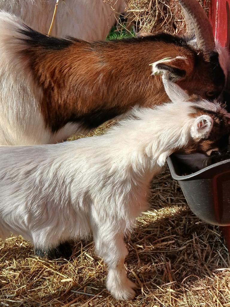 Geitenlammetjes gereserveerd!