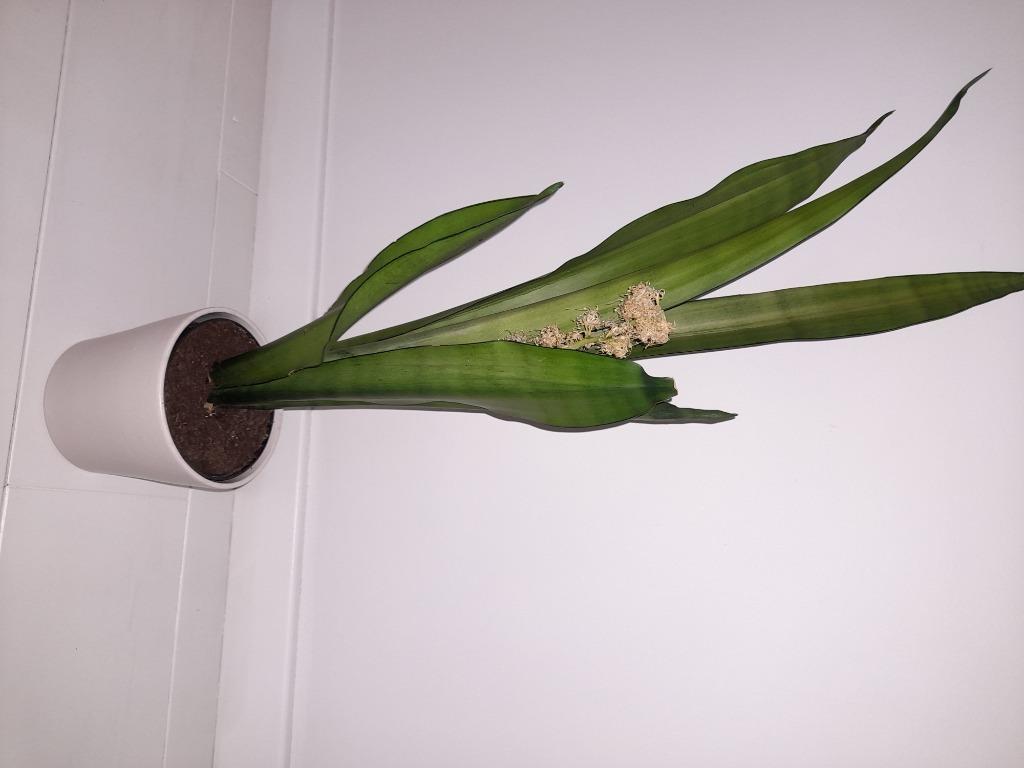 Sanseveria, vrouwentongen, kamerplant, Ophalen, Overige soorten