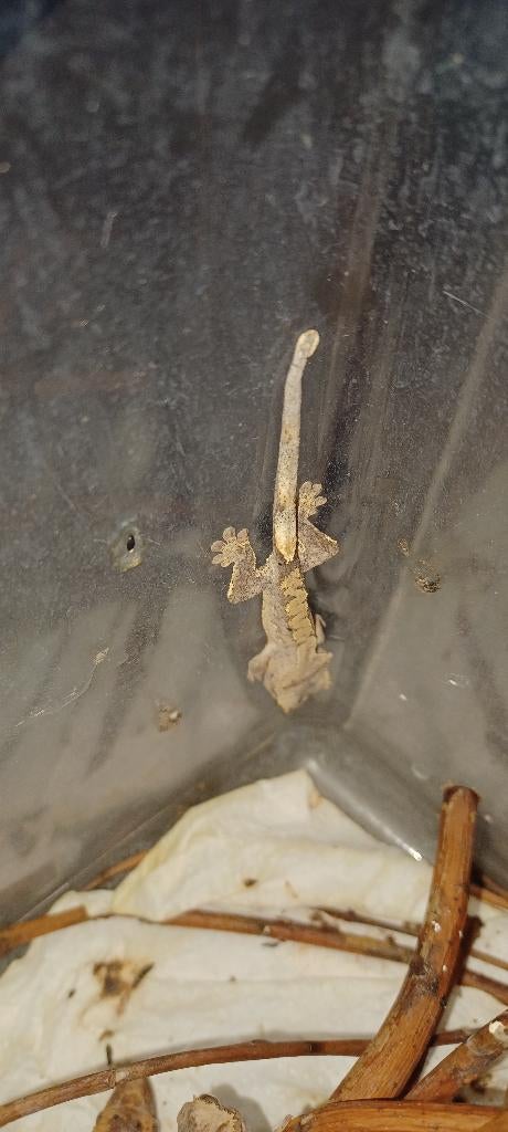 Wimpergekko, Autres espèces, 0 à 2 ans