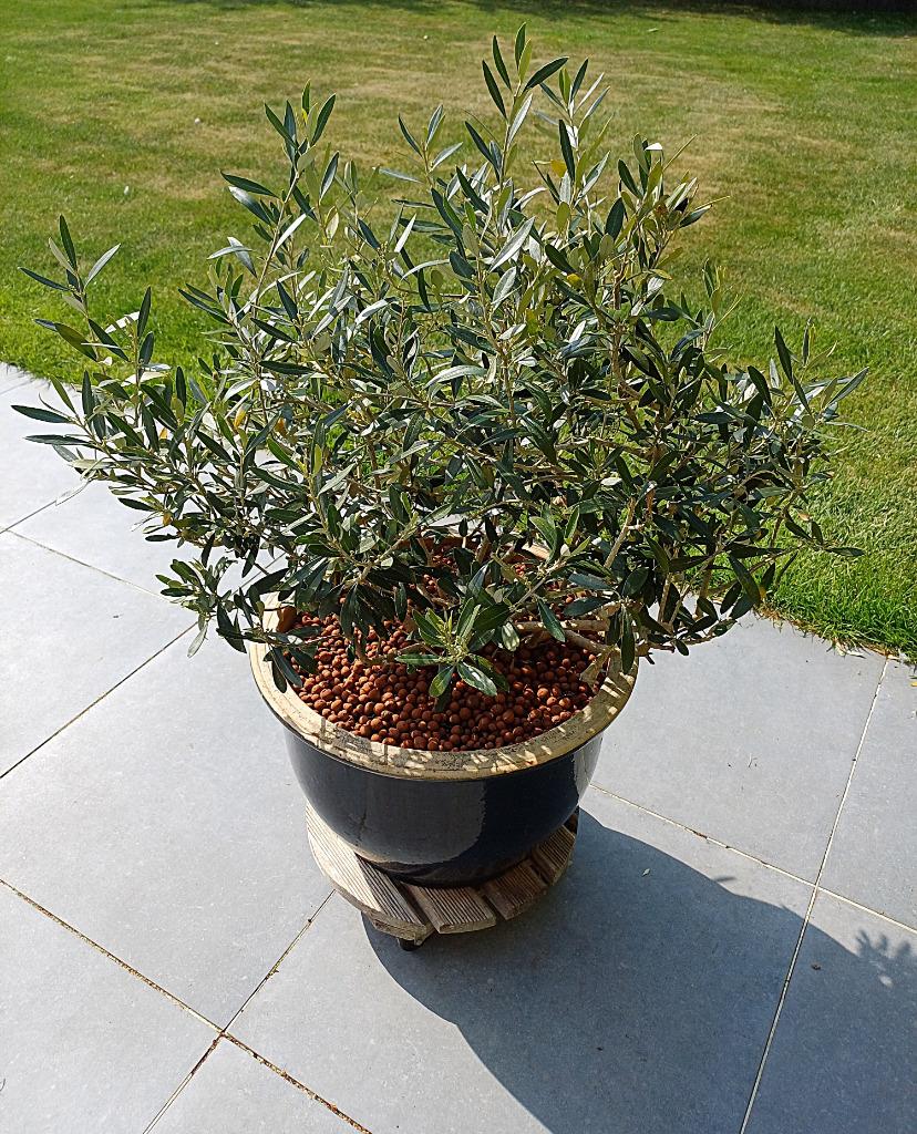 Zeer mooie olijfboom in struikvorm grote bloempot keramiek, Tuin en Terras, Ophalen, In pot, Volle zon, Olijfboom