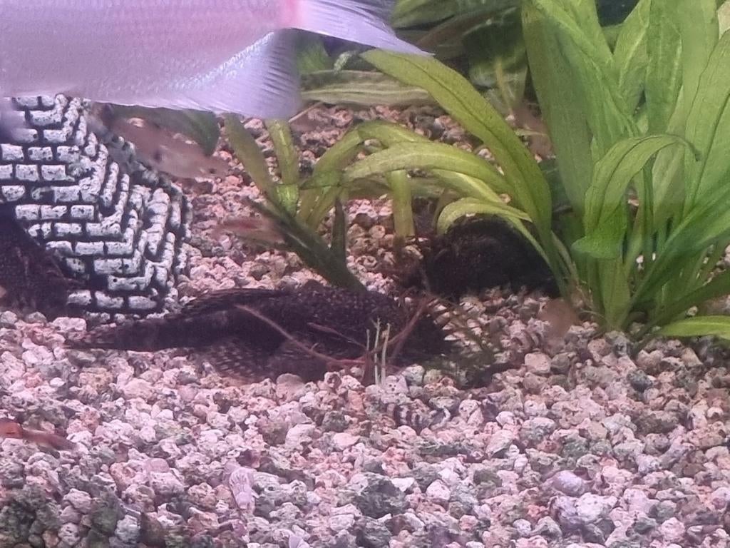 Couple Ancistrus adulte