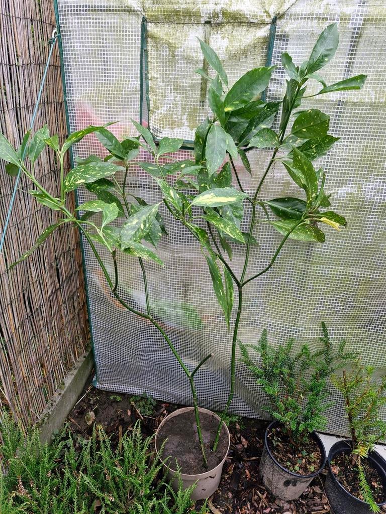 Aucuba japonica, Ophalen, Overige soorten, Struik