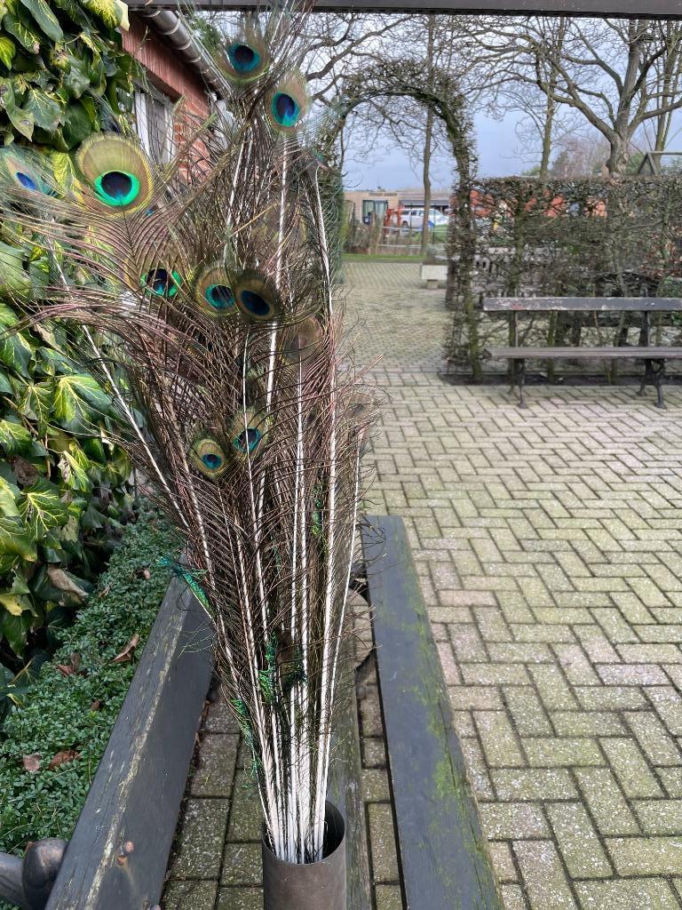 pauwpluimen, Dieren en Toebehoren, Ophalen