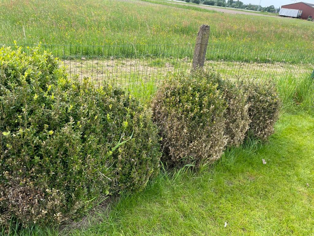 Buxus, Tuin en Terras, Ophalen, Buxus