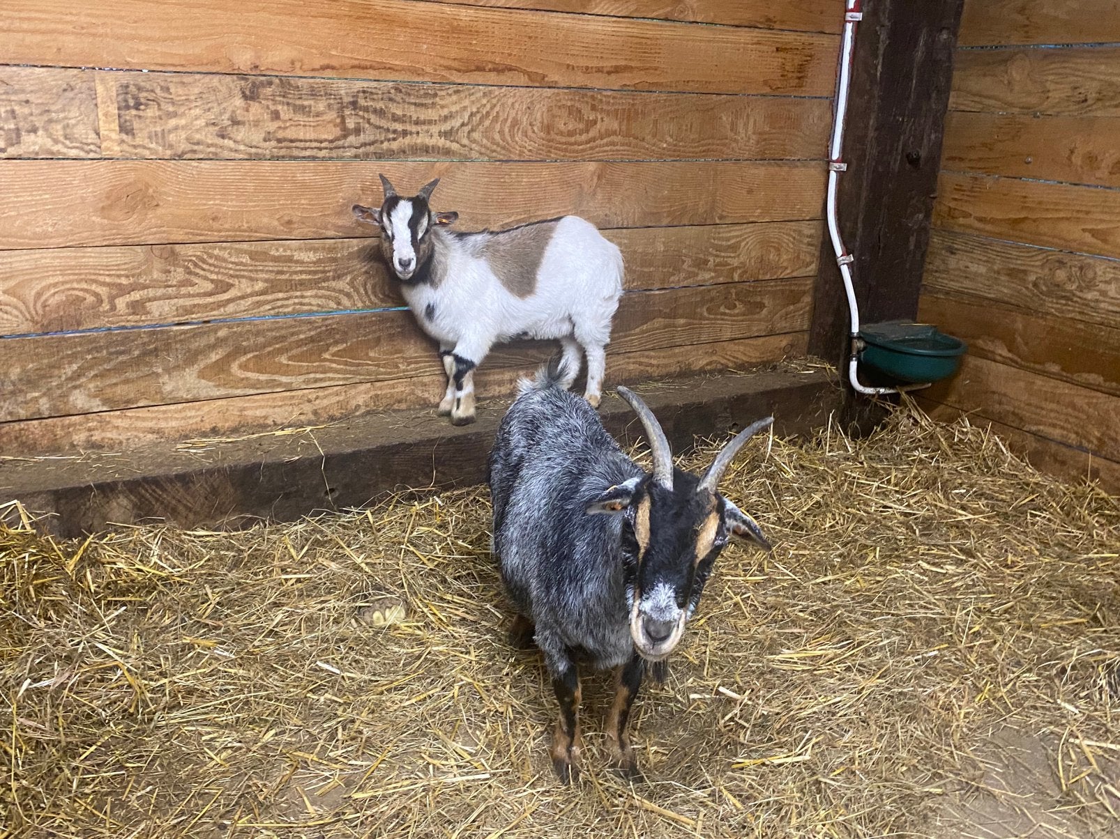 3 dwerggeitjes, Dieren en Toebehoren, Meerdere dieren, Geit, 0 tot 2 jaar