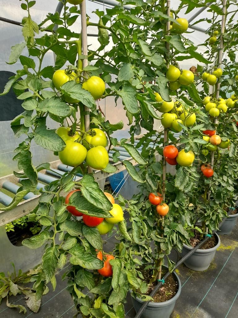 tomatenplanten - geselecteerde, Tuin en Terras, Ophalen