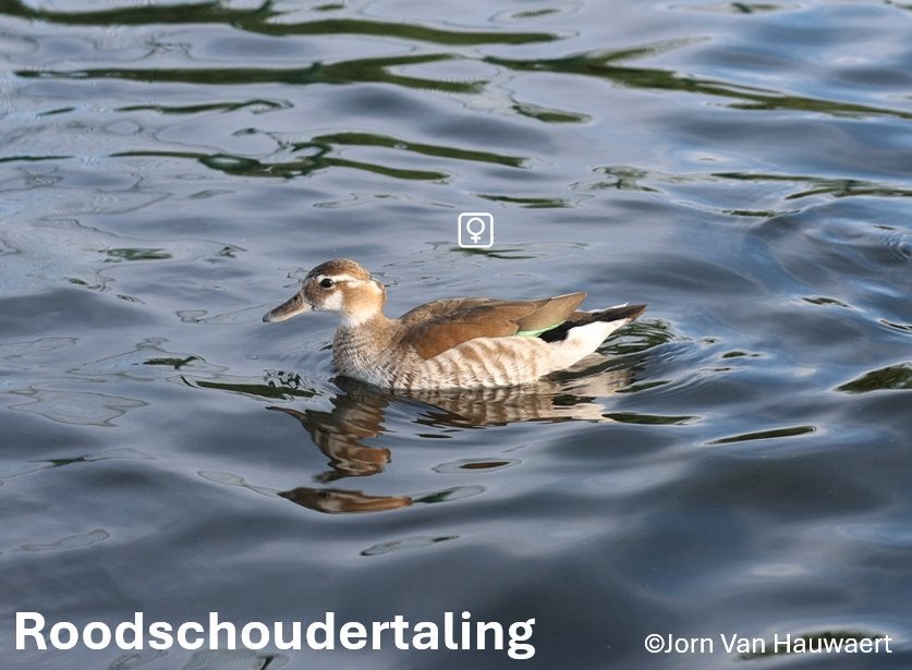 Siereenden - Roodschoudertaling, Vrouwelijk, Eend