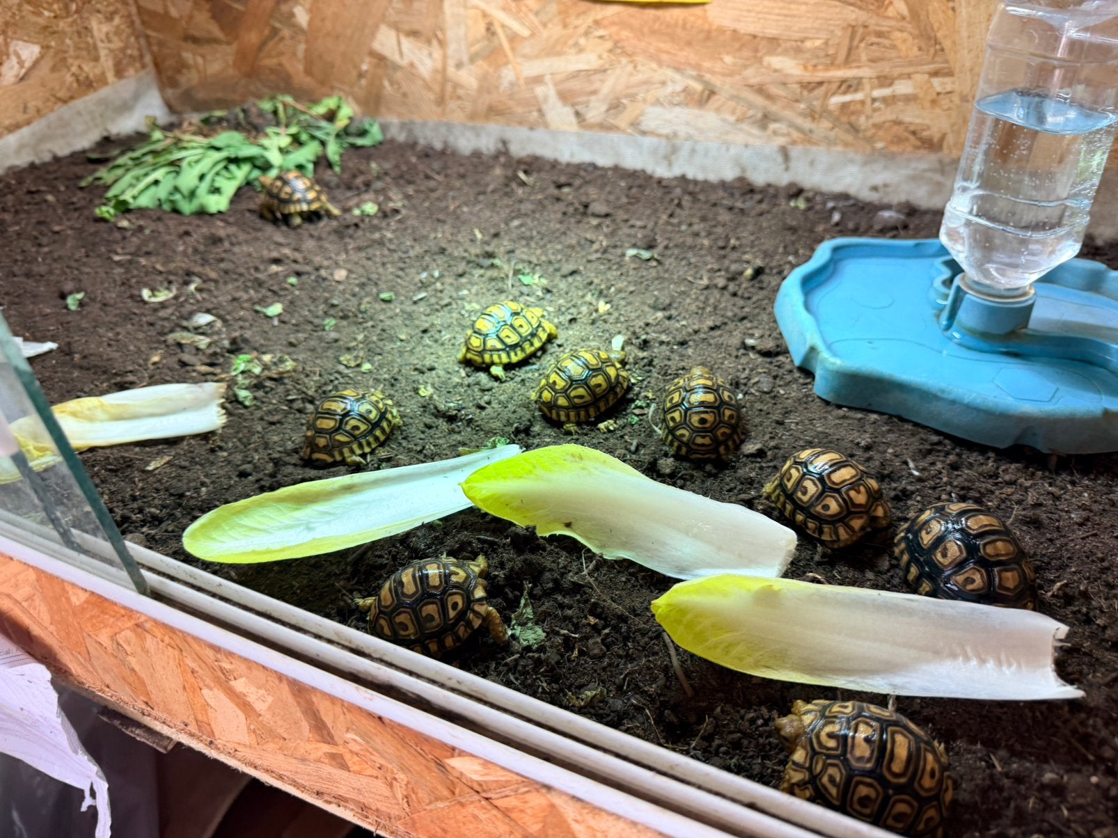 Tortue Pardalis babcoki, Tortue
