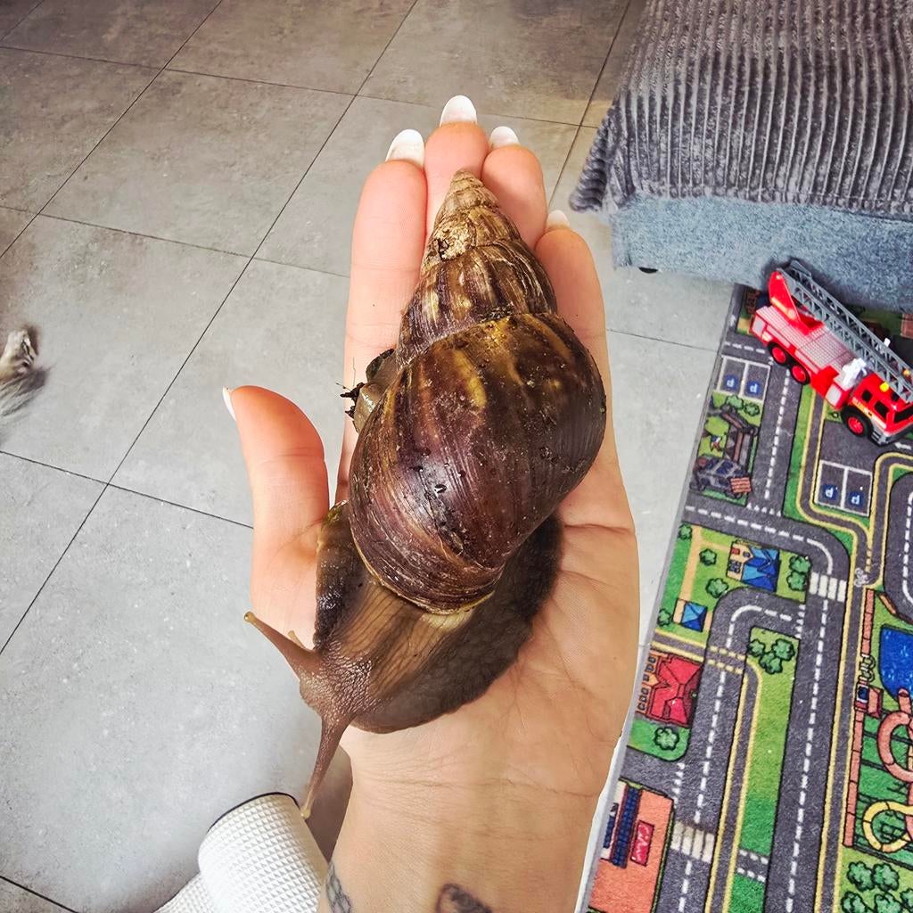 Afrikaanse reuzenslak (kleintjes)  achatina fulicia, Dieren en Toebehoren, April, Geslacht onbekend