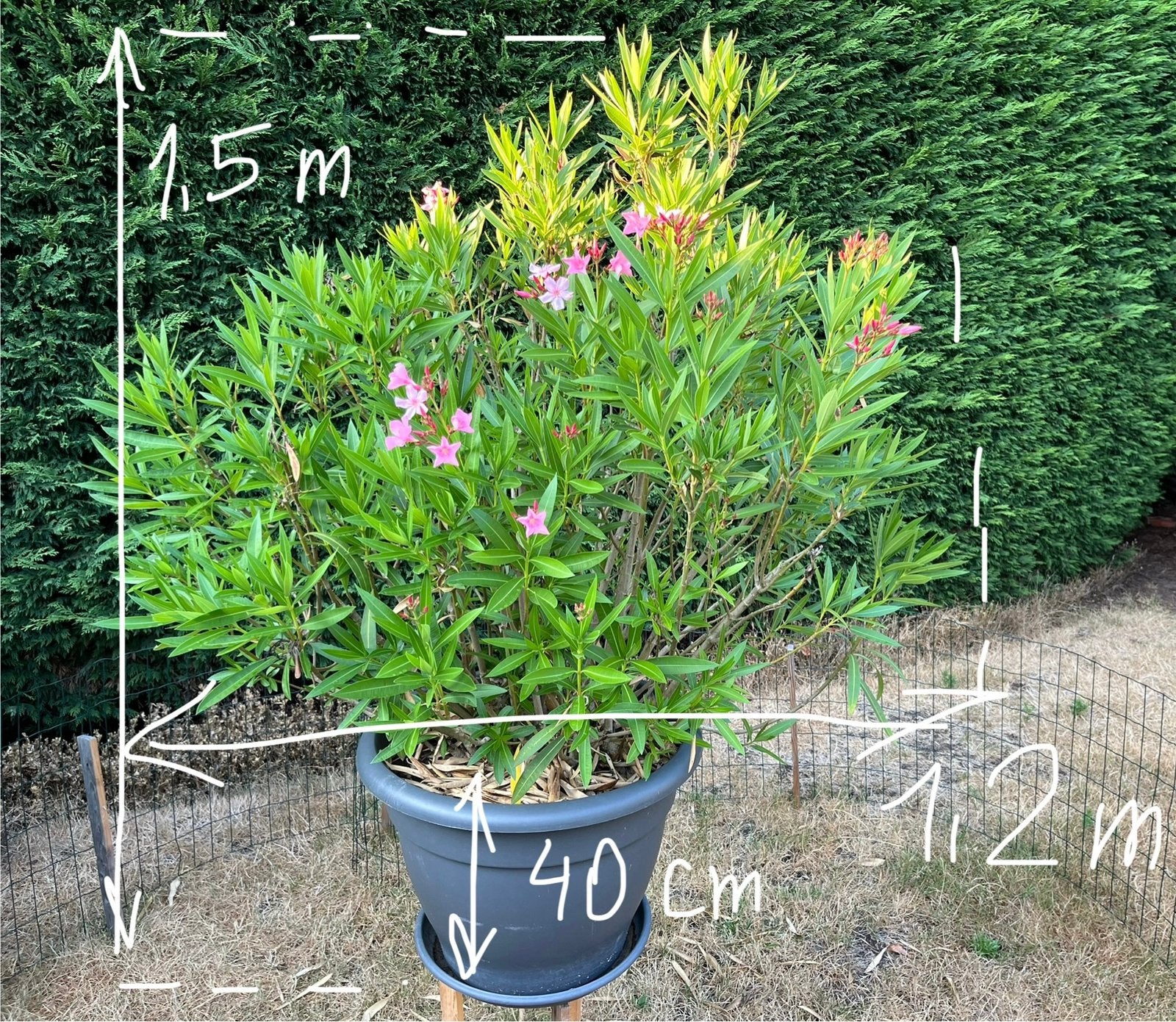 Oleander, Volle zon, Vaste plant, Zomer, Ophalen