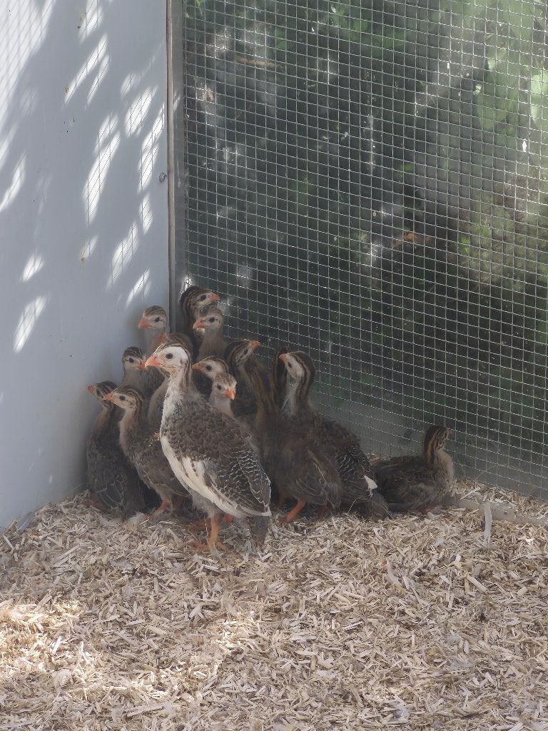 parelhoenders, Meerdere dieren, Overige soorten