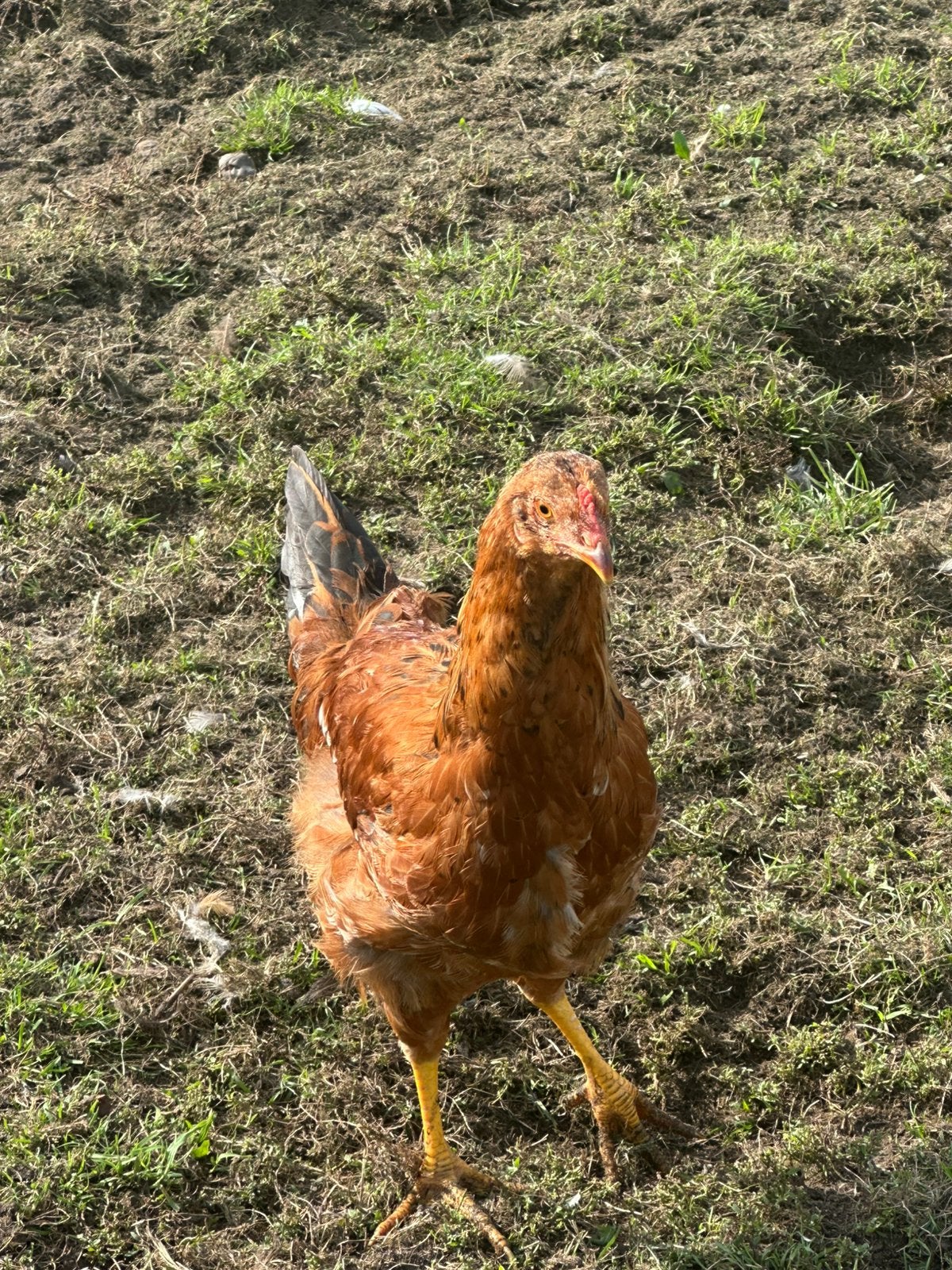 Haan, Dieren en Toebehoren, Mannelijk, Kip