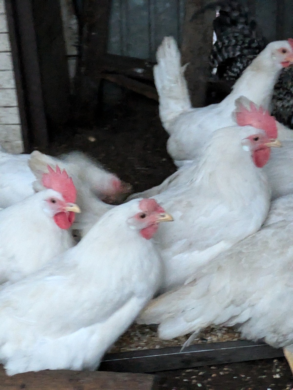 witt legkipjes, Dieren en Toebehoren, Pluimvee