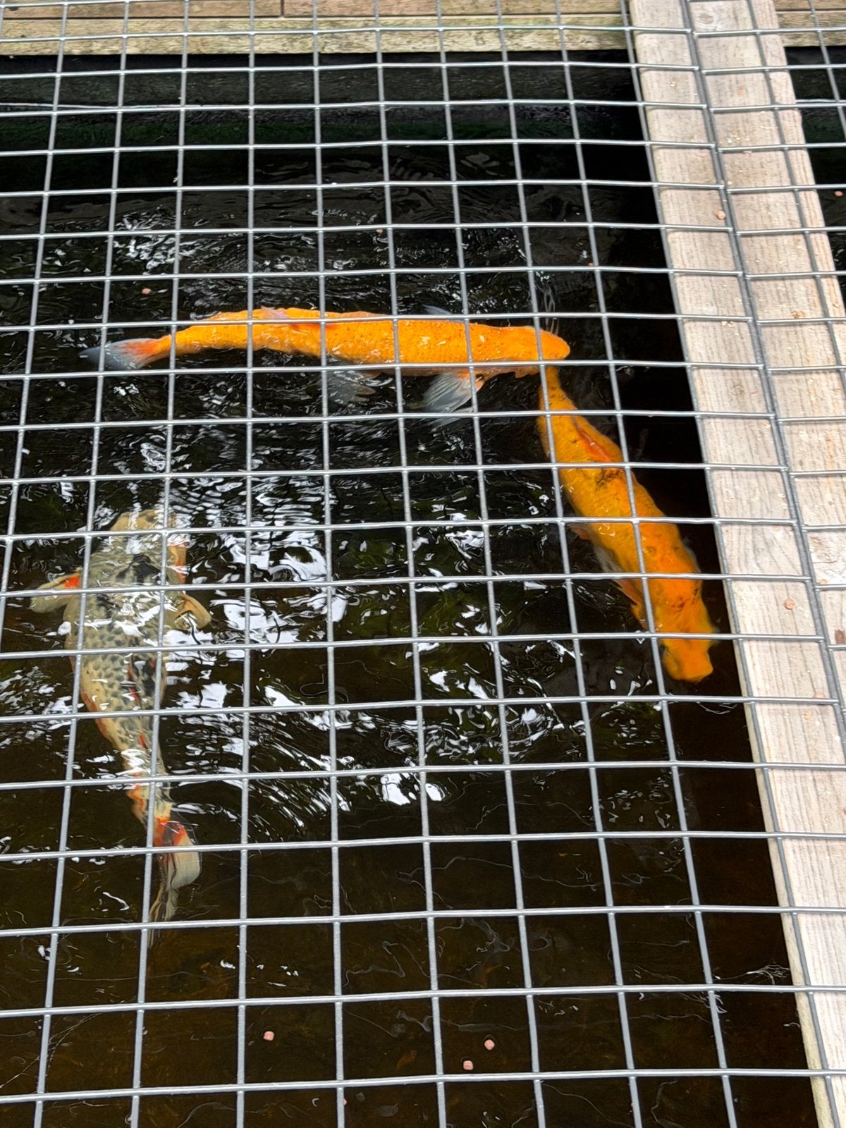 3x Oranje koi karper, Dieren en Toebehoren, Vissen | Vijvervissen, Karper of Koi