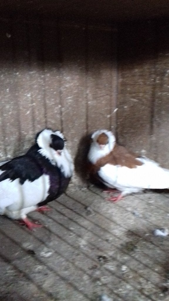 Felegyhazer tuimelaar, Pigeon culbutant ou Roller